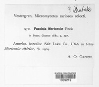 Puccinia mertensiae image